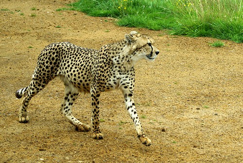 What vehicles or animals could your car beat in a race?