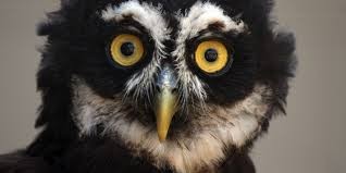 Drunk driver tries to fool cops by pretending to be an owl