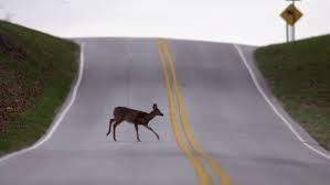 Would You Eat a Plate of Roadkill?